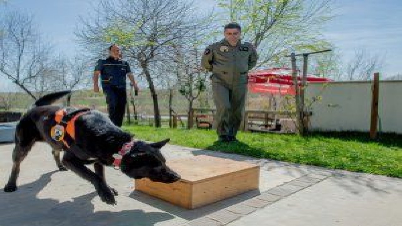 ANFA GÜVENLİK K-9 KÖPEKLERİ EN ZOR GÖREVLERE HAZIR