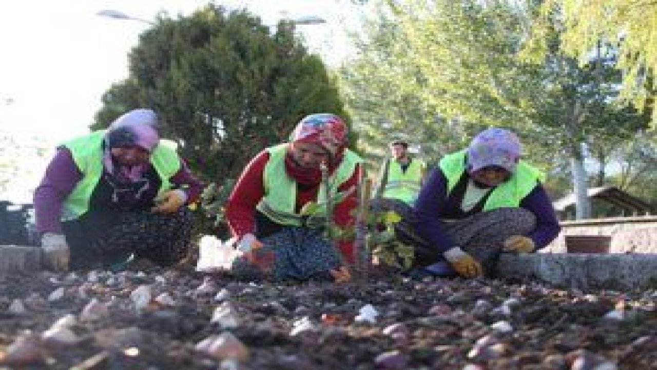 Gölbaşı Belediyesi tarafından Atatürk Sahil Parkına 70 bin lale soğanı dikildi