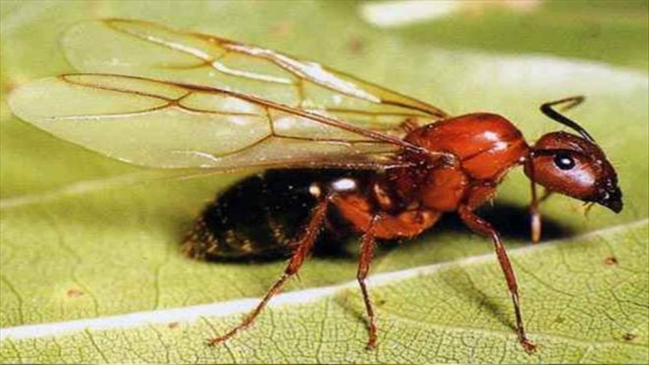 Evi Karınca Bastı Öldürmek Günah Mı? Evde Kanatlı Karınca Bereket Midir