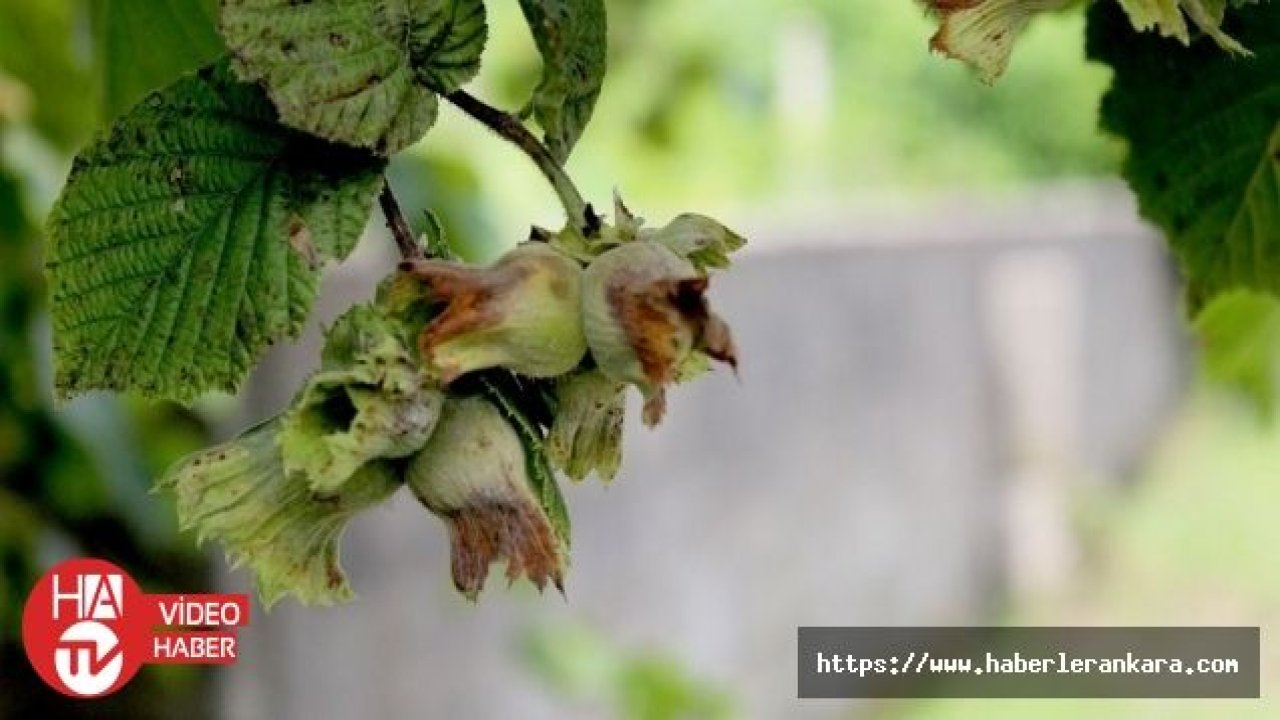 Düzce’den Avrupa’ya 4 bin 540 ton iç fındık ihraç edildi