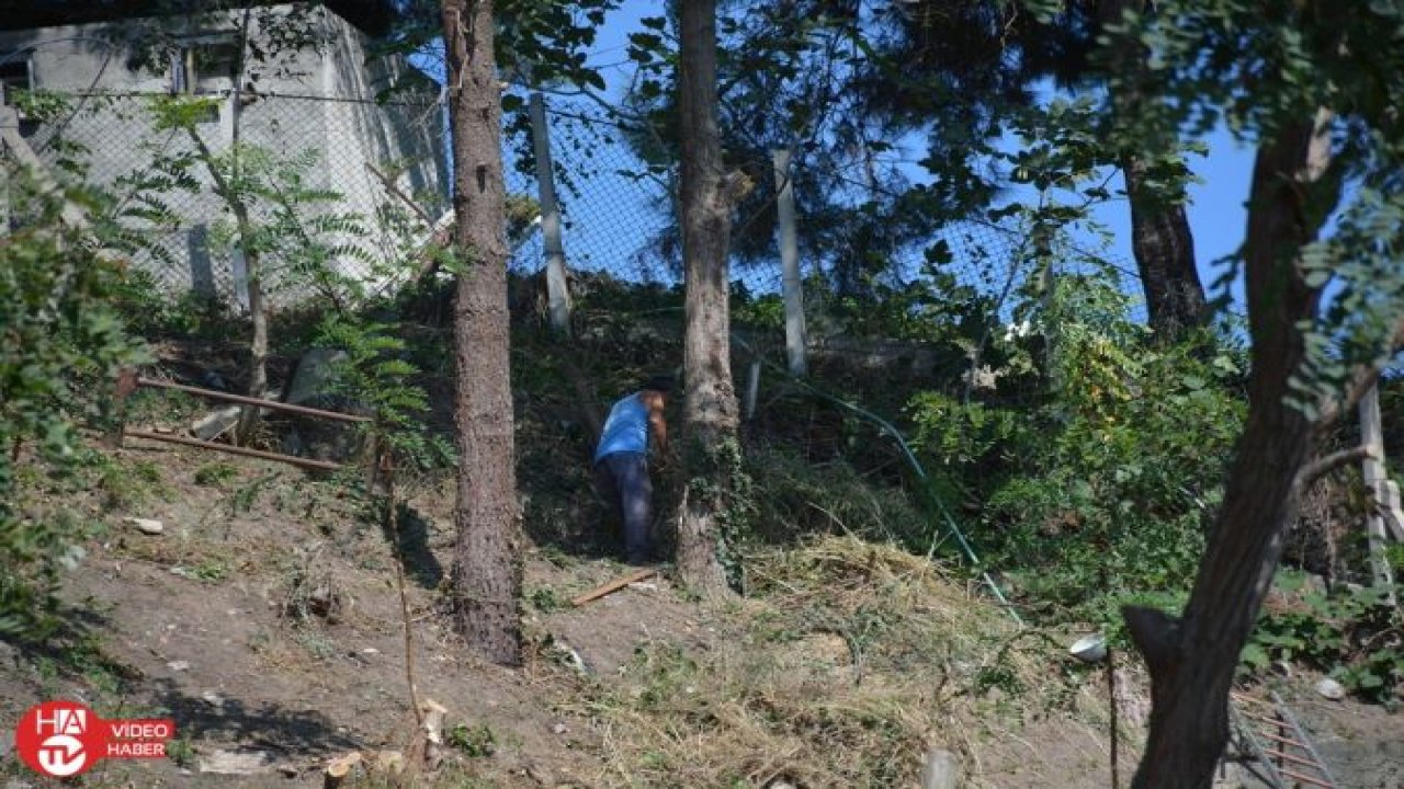 Sinop Tarım Müdürlüğü arkasında bulunan ağaçlar kesiliyor