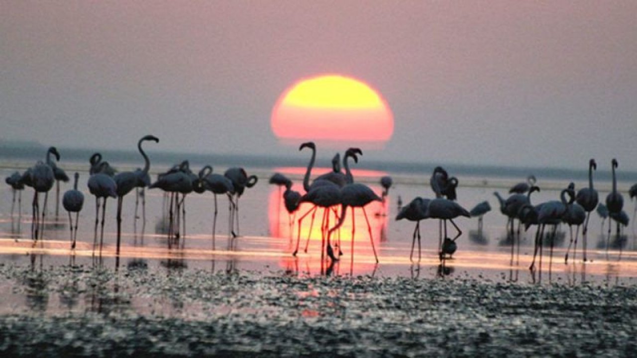Ankara’ya 3 Saat Mesafede Bir Flamingo Cenneti! Eber Gölü Nerede, Nasıl Gidilir?