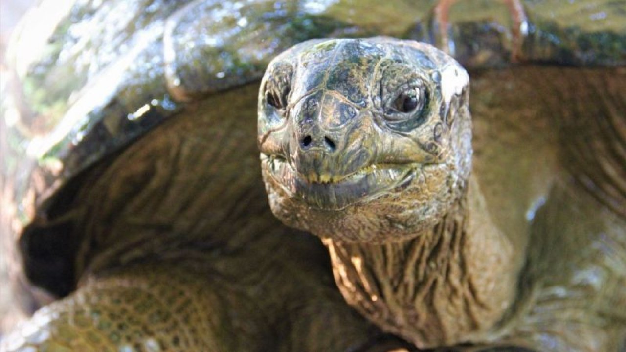Hangi Burç Kaplumbağa Gibi Hızı Düşüktür? İşte Aşırı Yavaş Olan Burçlar…
