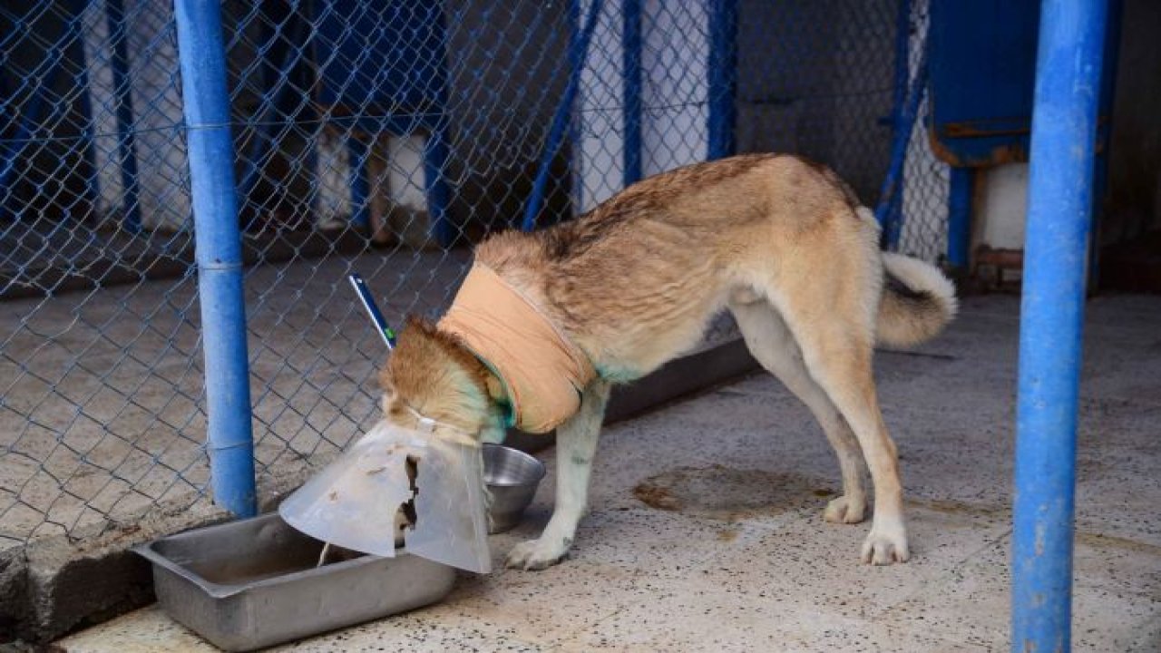 Kahramankazan'da domuz sürüsü köpeği ağır yaraladı