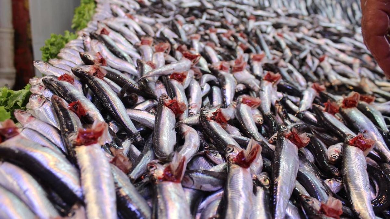 Ankara Balık Hal Fiyatları 2022 Ne Kadar? Ankara’da Bugün Güncel Balık Fiyatları Ne Oldu? İşte Ankara Ulus Hal Hamsi, İstavrit Balık Fiyatları