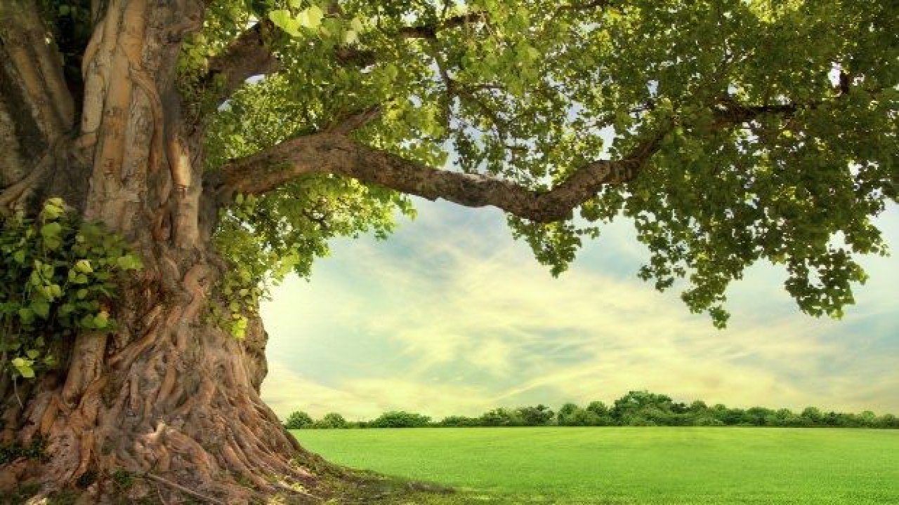 Hangi Burç Ağaç Gibidir? İşte Kökleri Her Yere Uzanan, Eli Uzun Olan Burçlar…