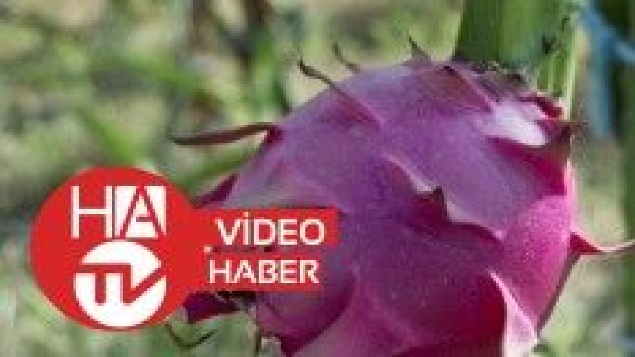 Ejder meyvesiyle tanışan üretici kazancını katladı