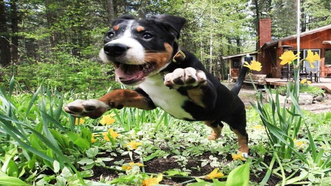 Köpeklerin Uzak Durması Gereken Bitkiler Nelerdir? İşte Baharda Köpeğiniz İçin Tehlikeli Olabilecek 7 Bitki!