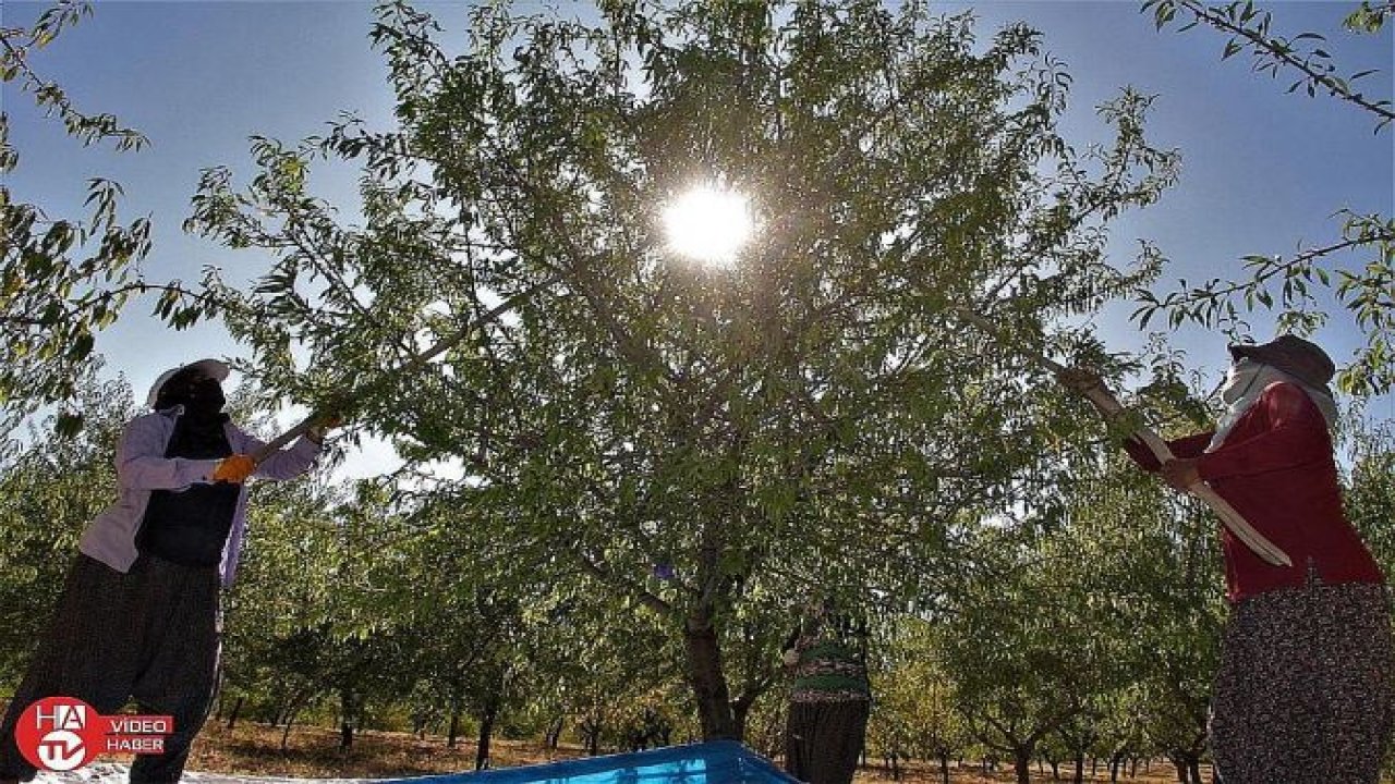 Güzelliği ile dikkat çeken ’Badem Adası’nda hasat zamanı