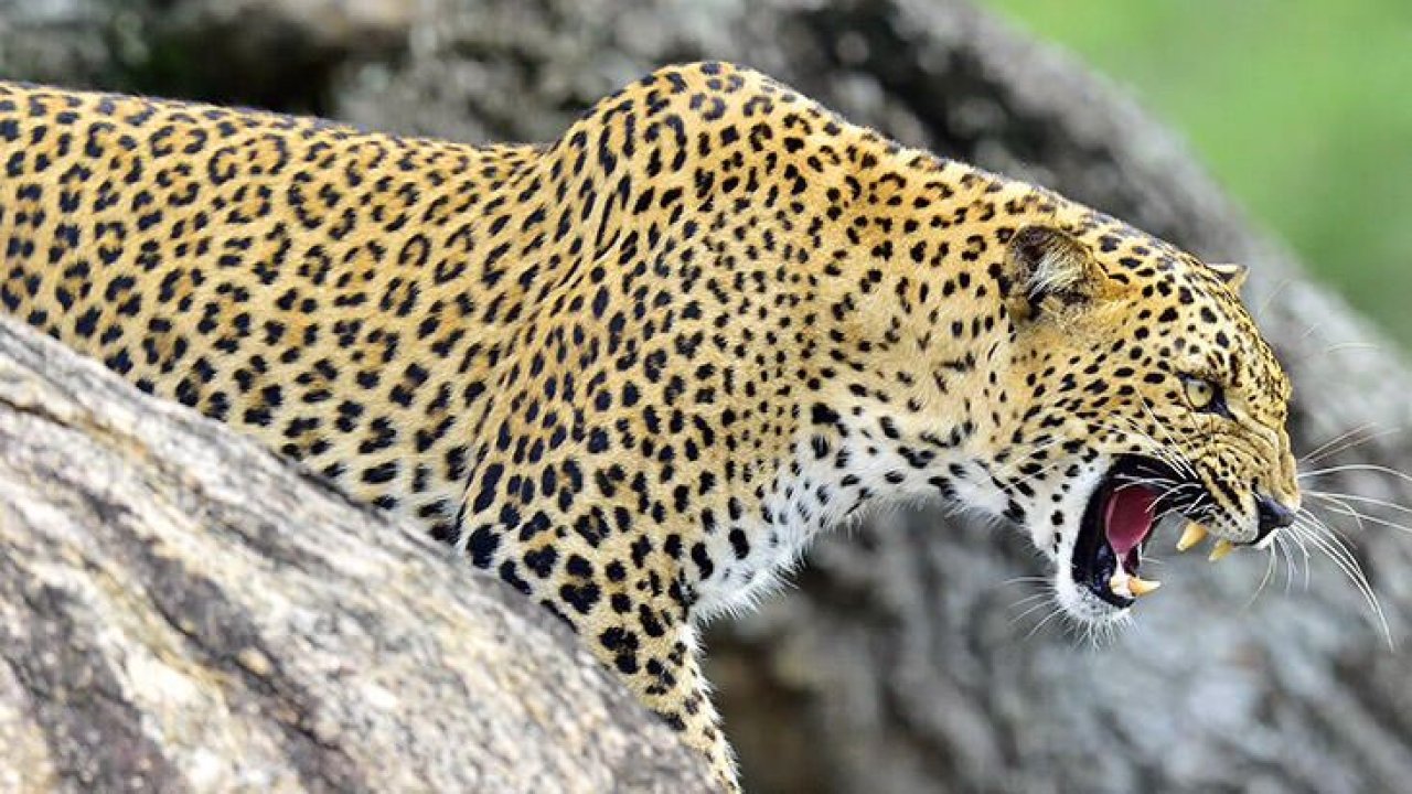 Hindistan'da leopar saldırısı: 2 ölü