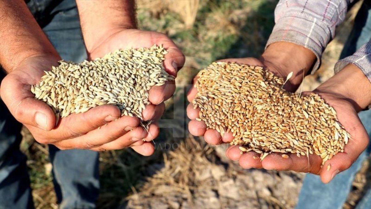 Buğday Fiyatlarına BUGÜN Zam Mı Geldi! Bugün Buğday Fiyatları Ne Kadar? Ankara’da Buğday Kaç TL?