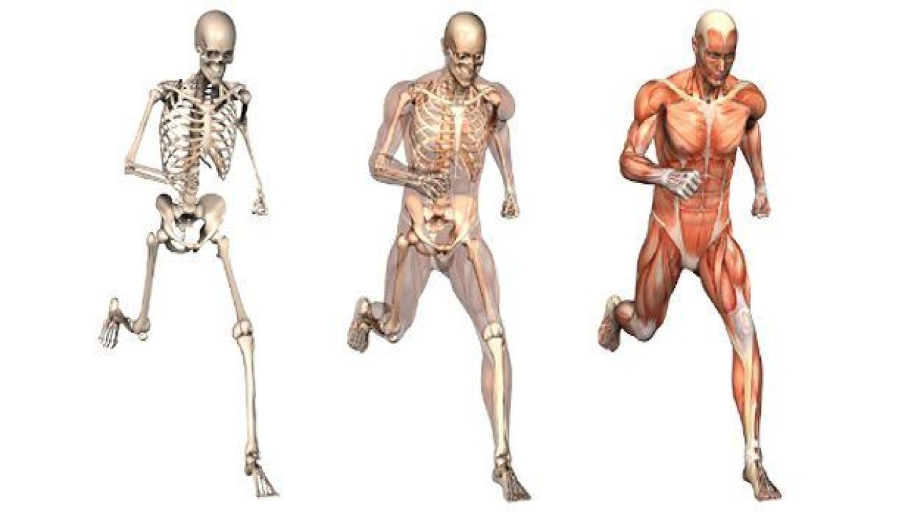 Yaşlanmaya Bağlı Sarkopeni Nedir? Nelere Dikkat Edilmeli? Nasıl Beslenmeli?