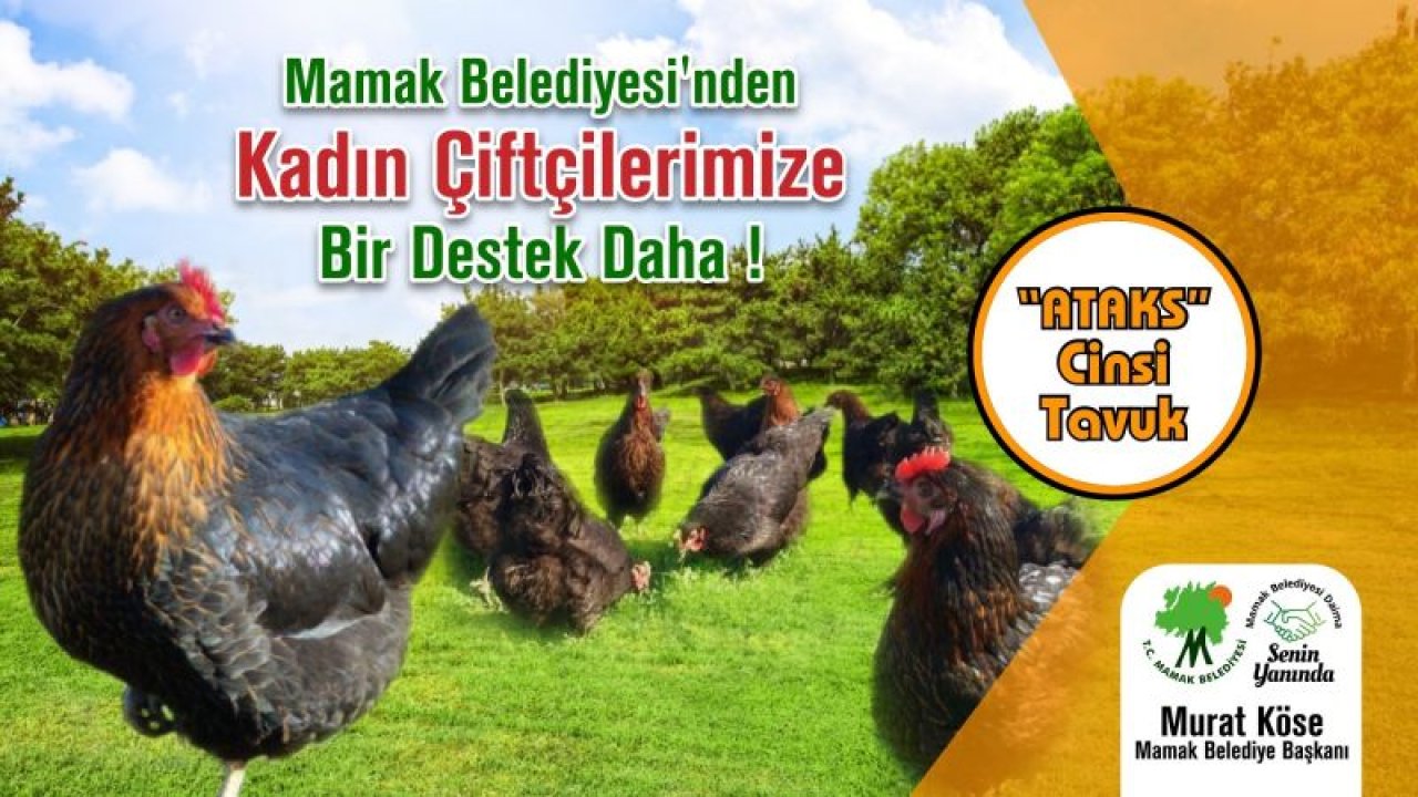 Mamak Belediyesi'nden Kadın Çiftçilere Tavuk Desteği...İşte Başvuru Şartları...