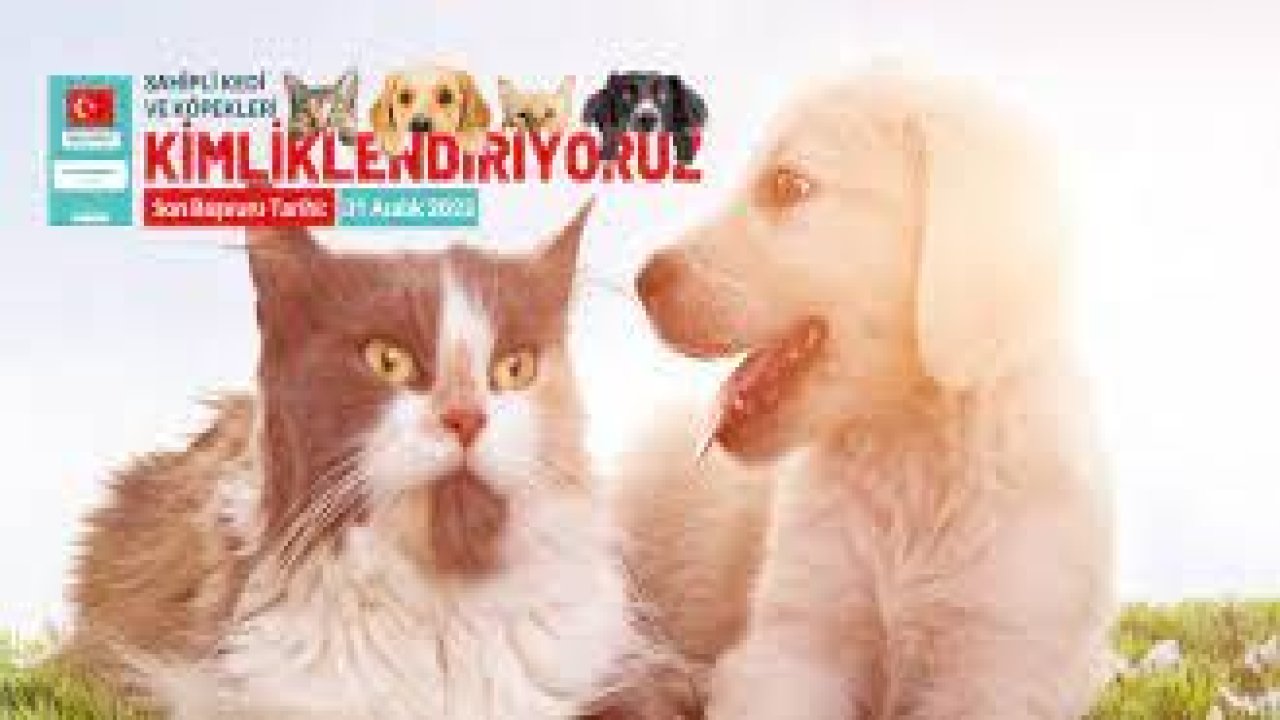Ankara Haber: Evcil hayvan Kimliklendirme için Son tarih 31 Aralık! Kedi ve Köpeklerin kimliklendirmesi Nasıl Nerede yapılır?