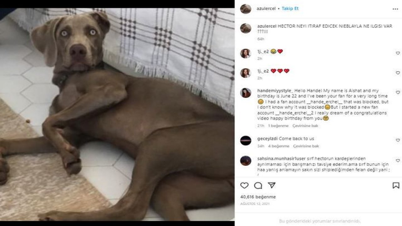 Hande Erçel’in Köpeğinin Instagram Hesabı Şok Etti! Takipçisi Sayısını Duyanların Nutku Tutuluyor; Paylaşımlar Akla Hayale Sığmıyor! “Ne Yaptın Hande Sen!”