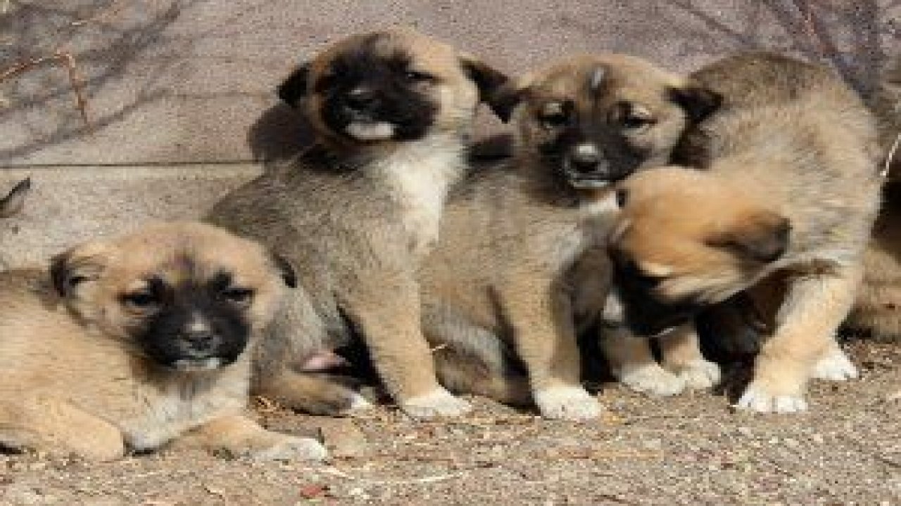 Çankaya Belediyesi Sahipsiz Sokak Hayvanları Bakım ve Rehabilitasyon Merkezi 2018 yılının ilk 7 ayında bin 103 sokak hayvanını sahiplendirdi