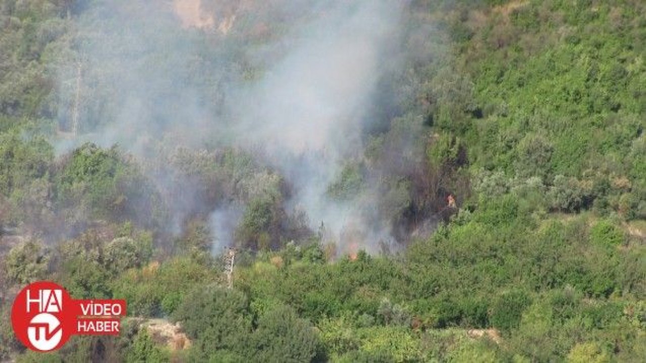 Samandağ’da zeytinlik ve defne ağaçlarının bulunduğu alanında yangın