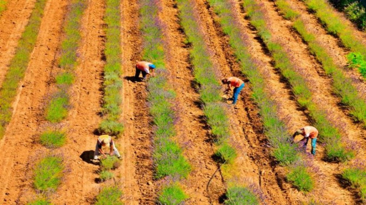 Cennet Vadisi Türkiye'ye ve dünyaya şifa oldu! Sakarya Botanik Vadisi Nerede, Nasıl Gidilir?