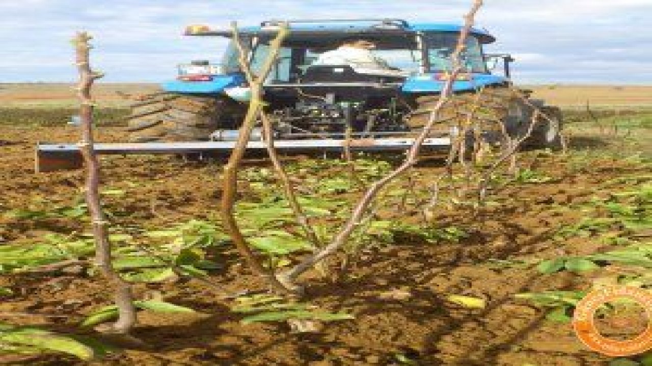 Açık Köklü ve Tüplü Ceviz Fidanları