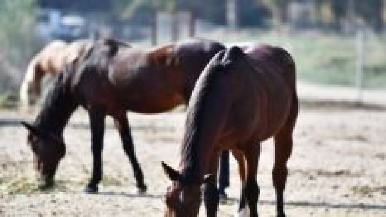 Faytonlar kaldırılmıştı, o atlar artık İzmir Doğal Yaşam Parkında