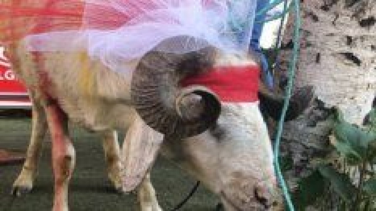 Kars’ta gelin adayına "süslü koç gönderme geleneği" sürüyor