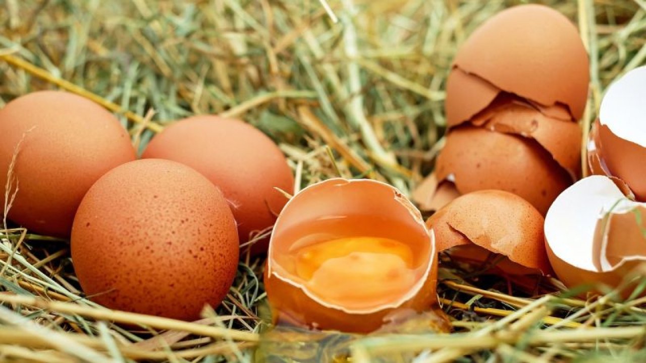 Yumurta satın alırken bu detaylara dikkat! Organik yumurta mı gezen tavuk yumurtası mı? İşte Beyaz Yumurta Ve Kahverengi Yumurta Arasındaki Farklar...