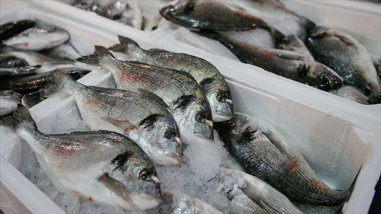Balık Alacakların Dikkatine! Fiyatlar Yarı Yarıya Düştü; Tezgahlarda Bereket Var! Kasayla Alan Var…