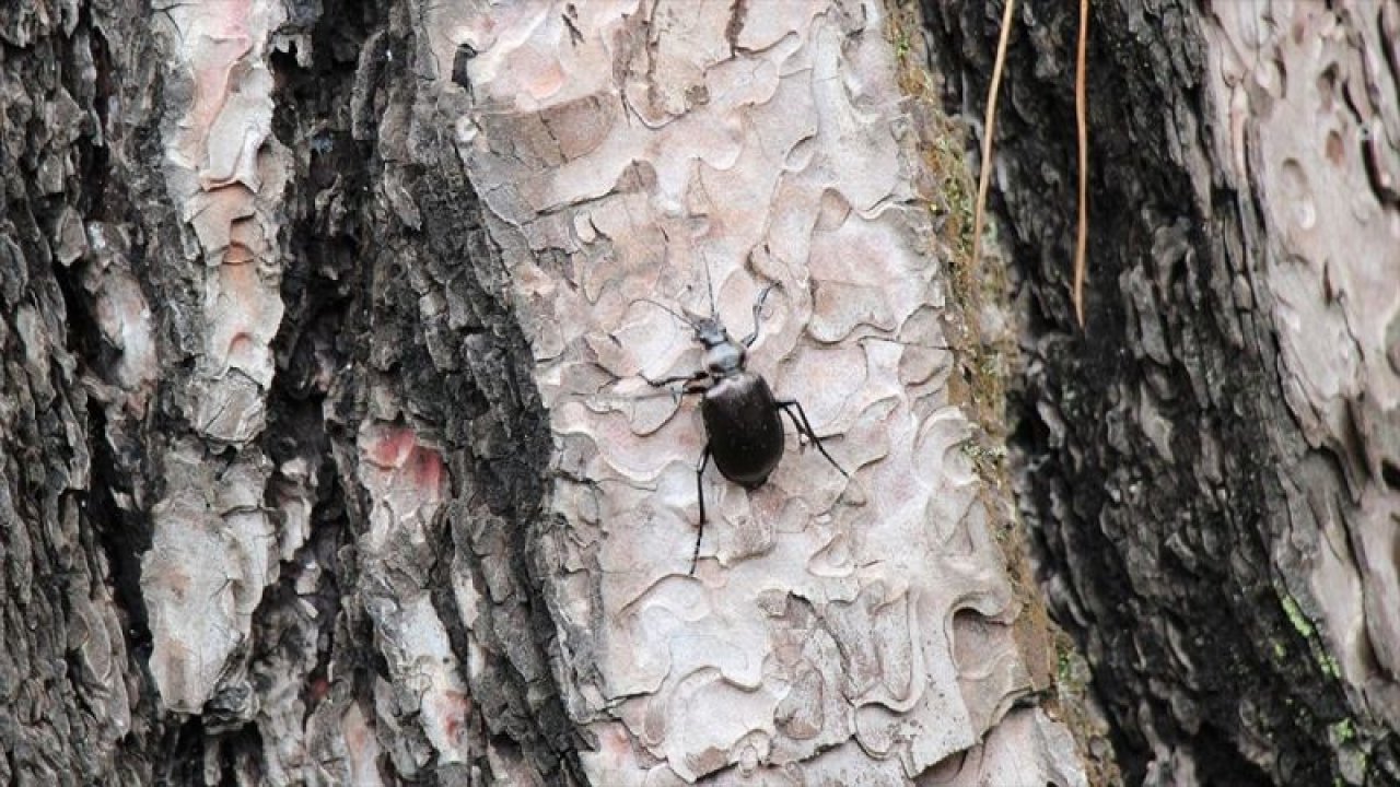 İstanbul'un ormanlarını 'gladyatör' koruyacak