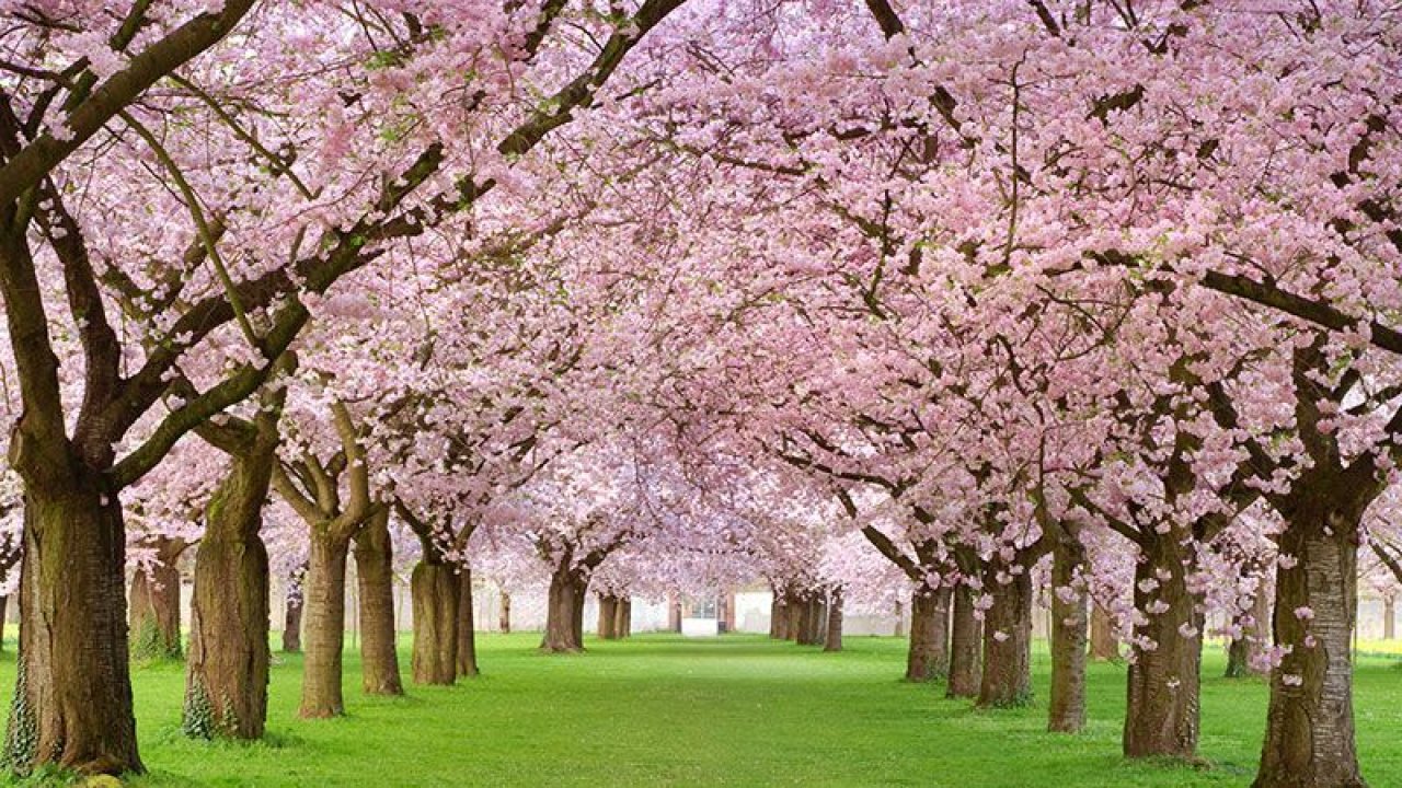 Burası Japonya değil, Ankara Dikmen Vadisi! Sakura ağaçları Ankara’da Ortaya Çıktı! Herkes O Bölgeye Akın Etti…