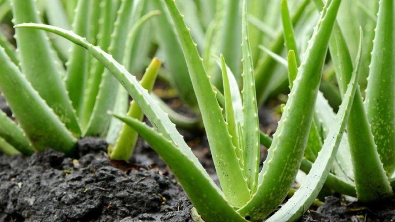 Yaraların Hızlı Bir Şekilde İyileşmesinde Aloe Vera Mucizesi! Daha Birçok Hastalığa İyi Geliyor…