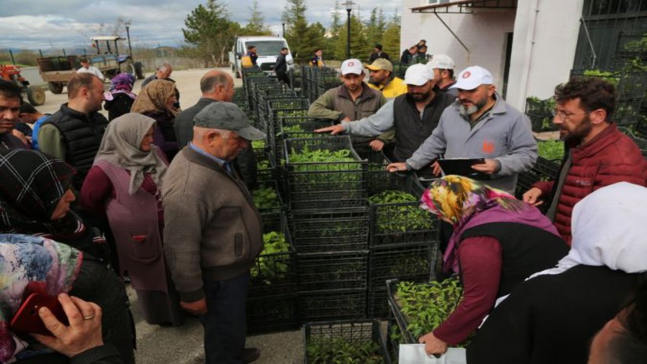 Ankara'da çiftçilere ücretsiz fide desteği! Domates, biber ve salatalık fidesi...