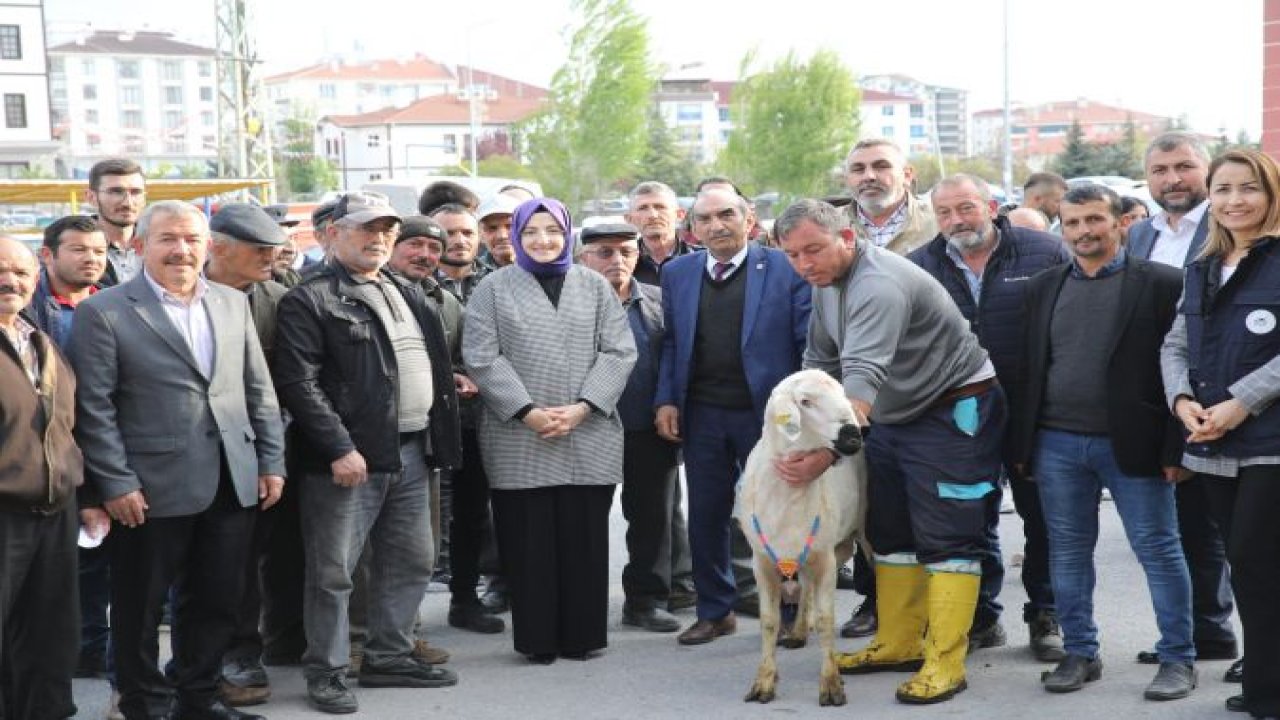 Ankara'nın En Çiftçi Dostu Belediyesi! Çiftçiye Damızlık Koç Dağıtımı?