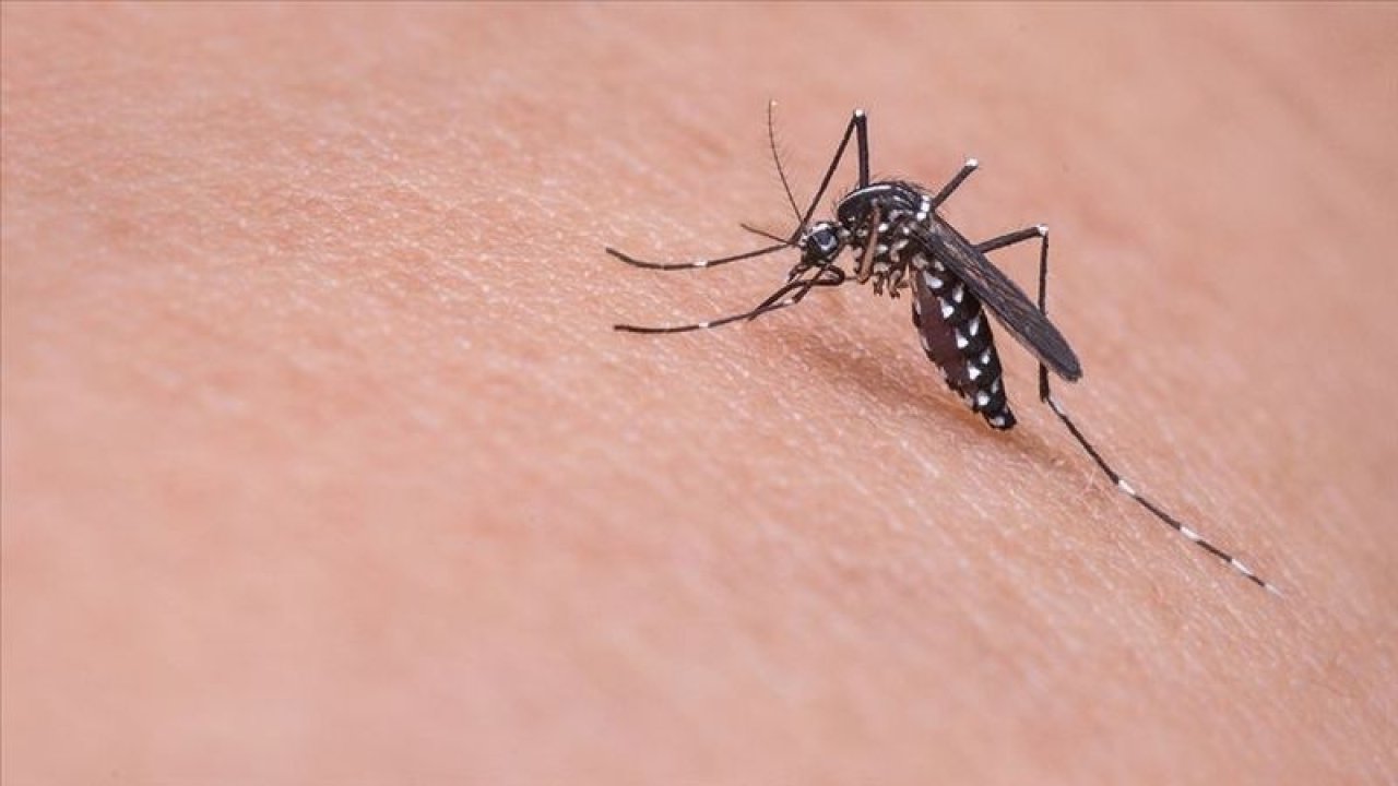 Sivrisineklerden Doğal Yollarla Kurtulun: Bu Koku Evin Etrafında Kalkan Oluşturuyor! Sivrisinekler Asla Yaklaşamıyor...
