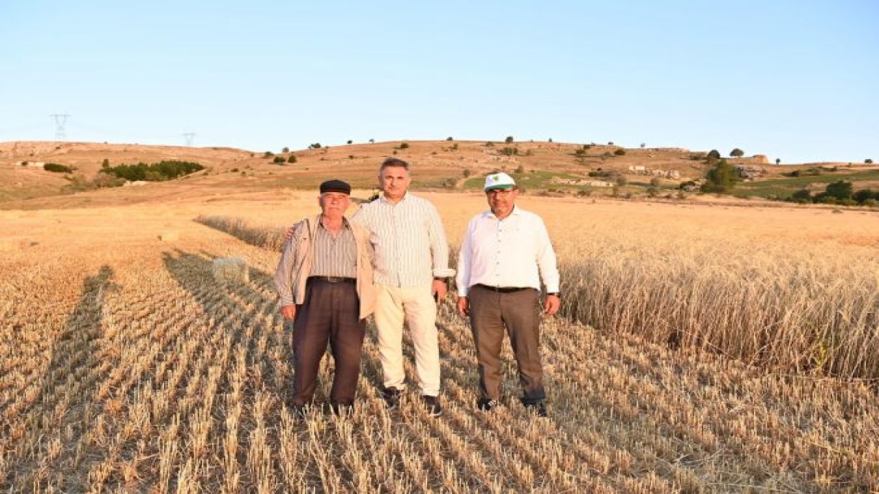 Ankara'nın O Köyünde Hasad Başladı! Çiftçiler Mutlu... Yüksek verim var!