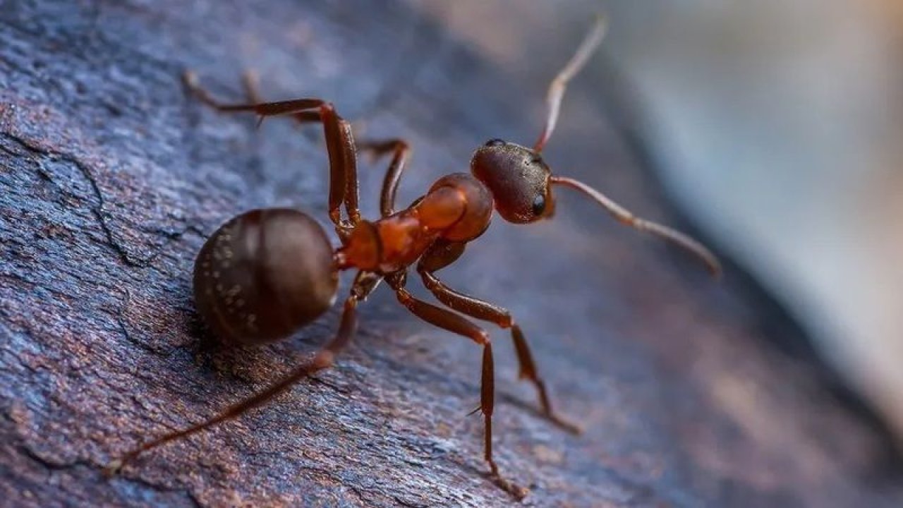 Karıncalar O Formülü Görünce Hemen Evlerden Uzaklaşıyor! Evin Köşelerinde Güvenlik Duvarı Oluşturuyor! Az bir miktar bile yeterli!