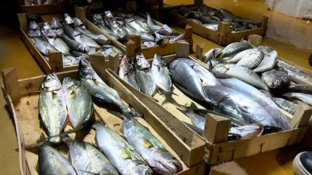 Av Yasağı Bitti… Balık Sezonu Başladı! Ankara Balık Hal Fiyatları Belli Oldu! Alabalık, İstavrit, Barbun, Hamsi, Çupra Ne Kadar?