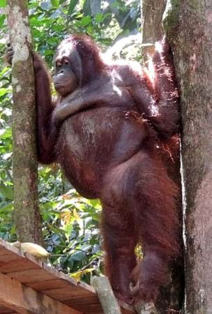 Akıllara Durgunluk Veren Olay: Orangutanı 6 Yıl Genelevde Çalıştırdılar!