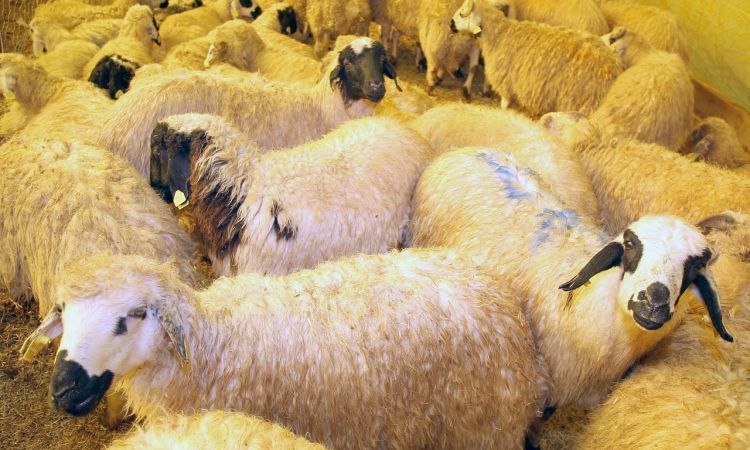 Ankara Çankaya’da kurban satış yeri başvuruları başladı! 3 Temmuzda Kura Çekilecek...