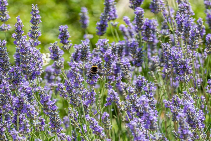'Sağlıklı atıştırma' ana öğün oldu