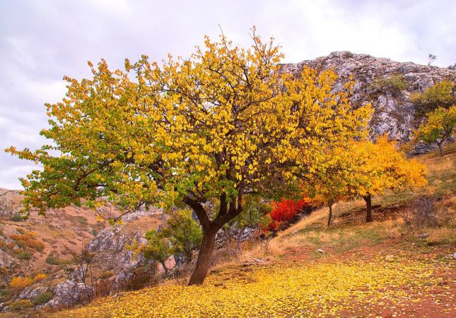 Ankara Haber; “Mamak’ta Her Mevsim Ayrı Güzel”